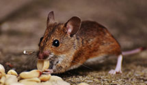 24 Hour & Emergency Exterminators in Love Valley, NC